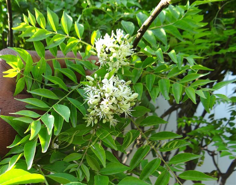  Inflorescences and leaves